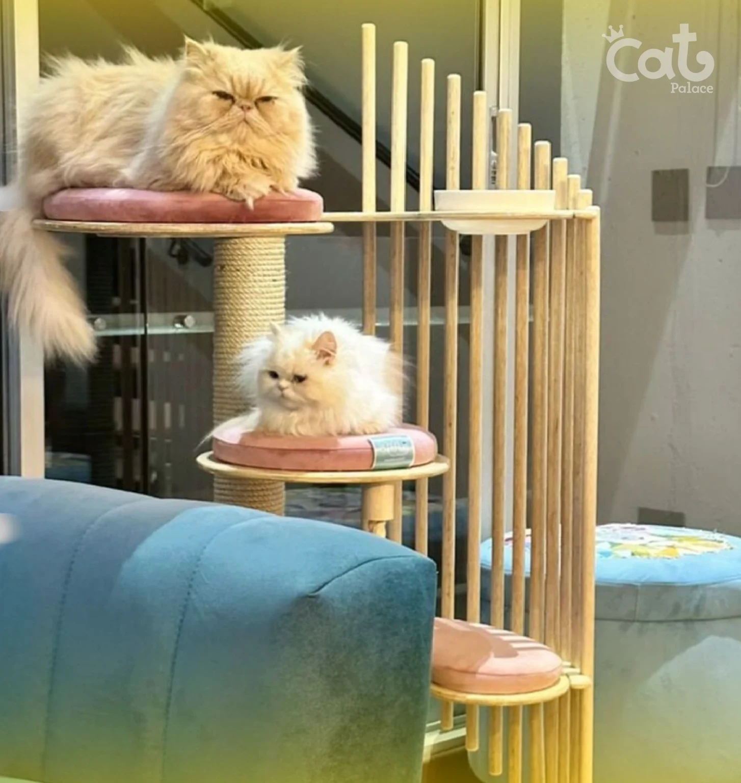 CAT PALACE INSTALACIONES (10)_10_11zon