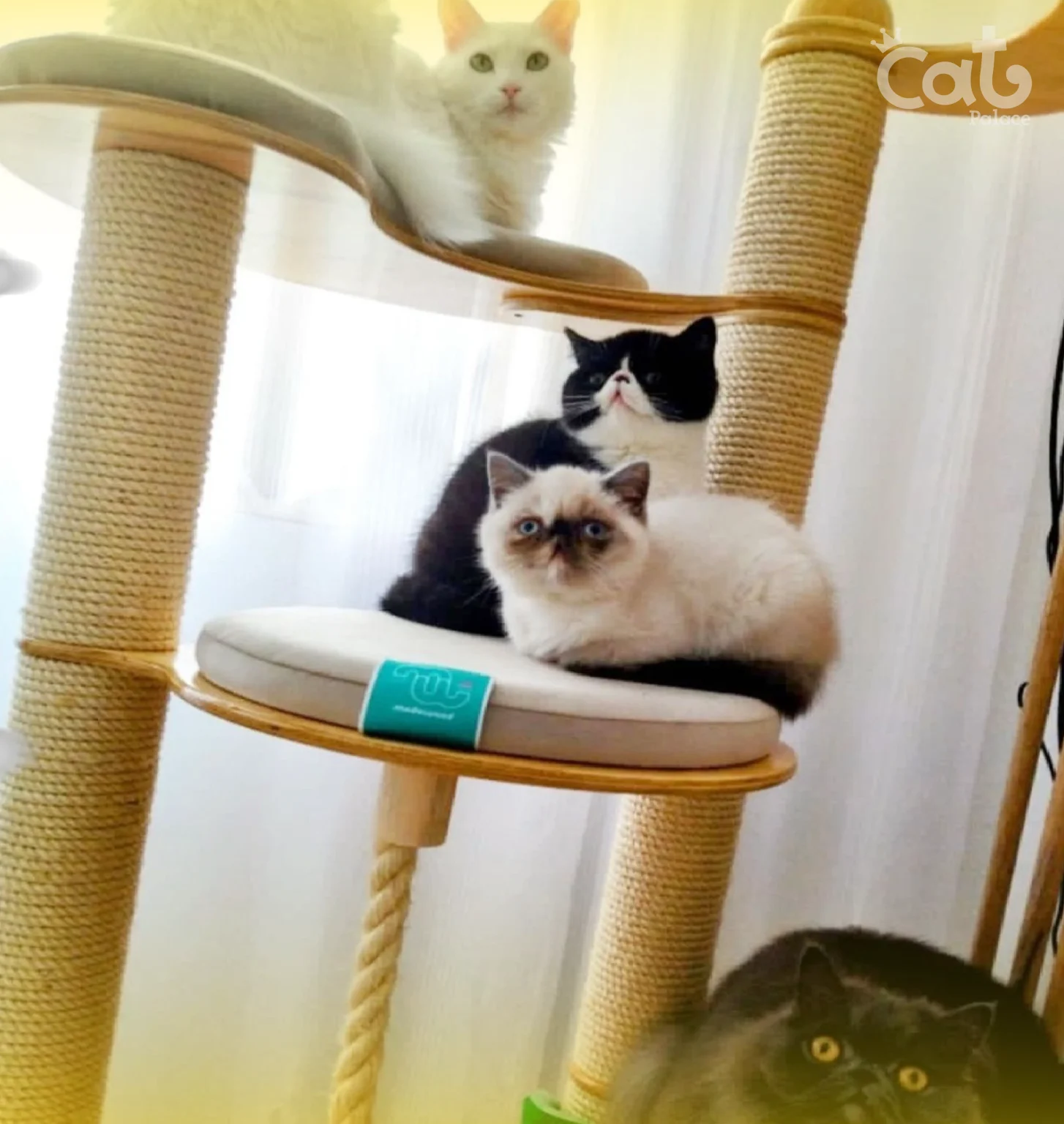 CAT PALACE INSTALACIONES (3)_3_11zon