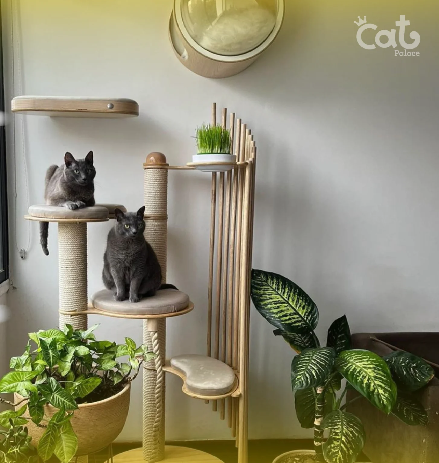 CAT PALACE INSTALACIONES (6)_6_11zon